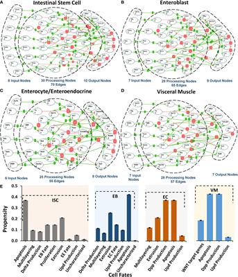 A Personalized Therapeutics Approach Using an In Silico Drosophila Patient Model Reveals Optimal Chemo- and Targeted Therapy Combinations for Colorectal Cancer